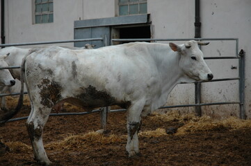 Mucca di razza Chianina in una fattoria di San Gimignano . Razza tipica della Toscana