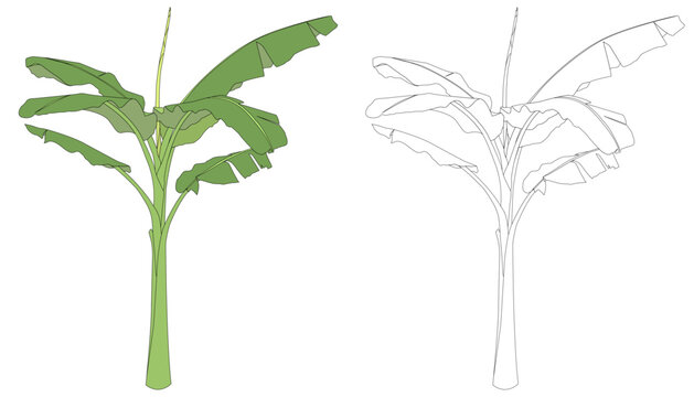 Two vector tall banana trees colored and line art only