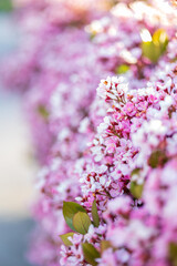 pink cherry blossoms
