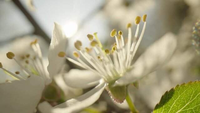 Romantic white flowers of mirabelle prune proudly heralding spring. Close up, lowering