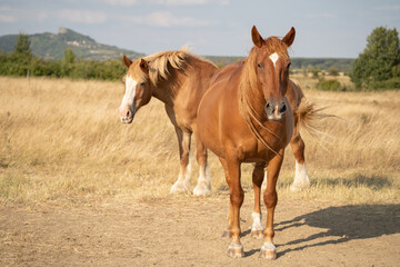 Two horses are standing on the field in the sunshine in Hungary. Chestnut and palomino horses. Geological basalt hill 'Hegyestű' in the background.