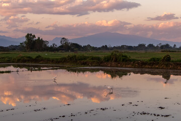 Rice field, padi, during sunset in northern Thailand, with reflection