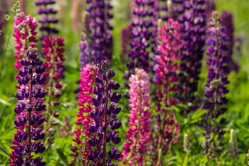 beautiful colorful lupines close up