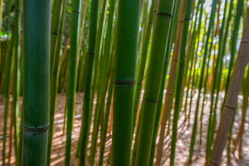 Obraz premium bamboo forest - fresh bamboo background