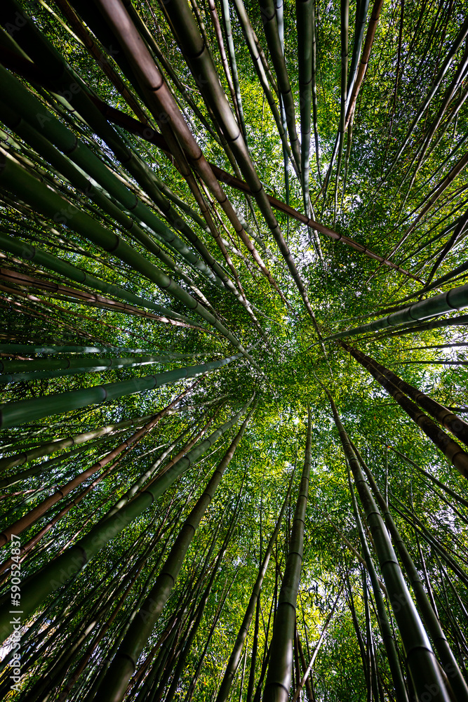 Wall mural bamboo forest - fresh bamboo background