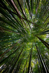 Fototapeta na wymiar bamboo forest - fresh bamboo background