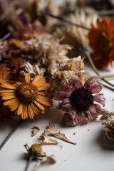 Fototapeta premium Pretty dry flowers 