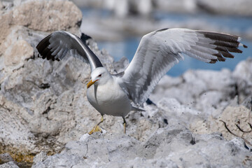 California gull with wings spread