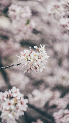 Sakura cherry blossoms Tokyo city Japan with tram rails people walking car taxi