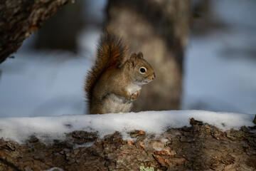 Red squirrel in snow 