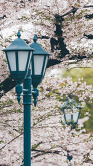 Sakura cherry blossoms Tokyo city Japan with tram rails people walking car taxi