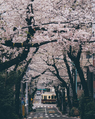 Sakura cherry blossoms Tokyo city Japan with tram rails people walking car taxi