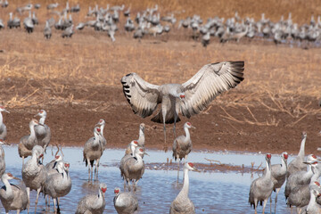 Sandhill crane group