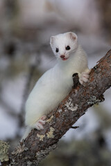 Short-tailed weasel