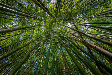 Plakat bamboo forest - fresh bamboo background