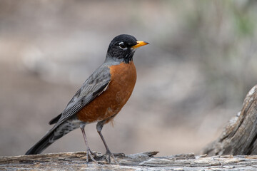 American robin closeup