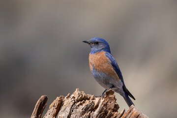 Western bluebird