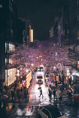 Sakura cherry blossoms Tokyo city Japan with tram rails people walking car taxi
