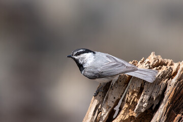 Mountain chickadee