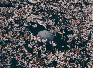 Sakura cherry blossoms Tokyo city Japan with tram rails people walking car taxi