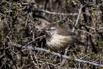Cactus wren