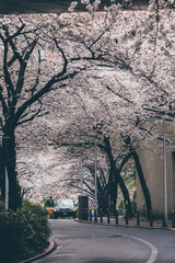 Sakura cherry blossoms Tokyo city Japan with tram rails people walking car taxi