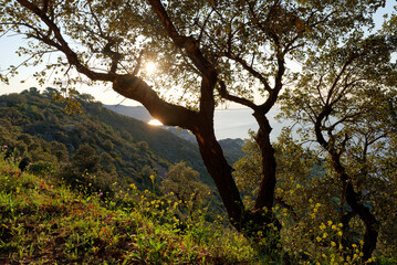 Forest in  Colle Noire mountain.  French Riviera