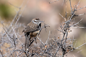Cactus wren