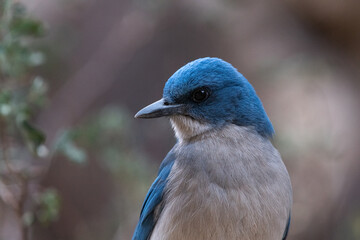 Mexican scrub jay