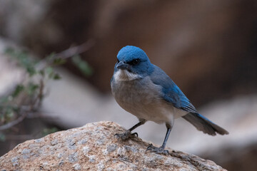 Mexican scrub jay