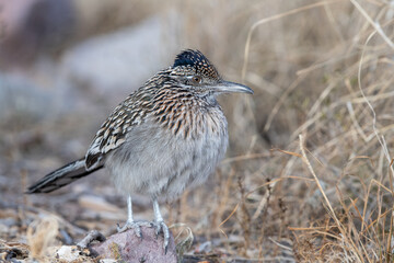 Greater roadrunner 