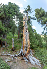 Dry stone pine plant