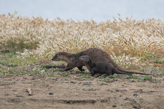 River otter running with pup