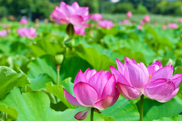 東京 上野 不忍池の美しい蓮の花　コピースペースあり（東京都） Beautiful...