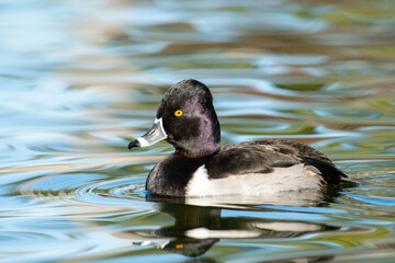 Ring-necked duck in water