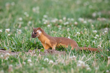 Long-tailed weasel