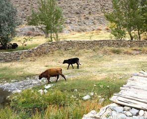 Cows in a village in the steppe