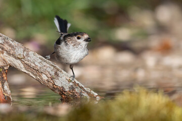 The long-tailed tit (Aegithalos caudatus), also named long-tailed bushtit.
