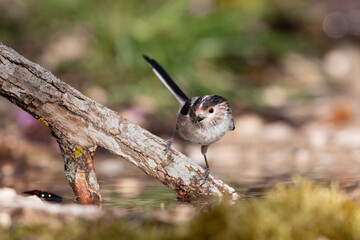 The long-tailed tit (Aegithalos caudatus), also named long-tailed bushtit.
