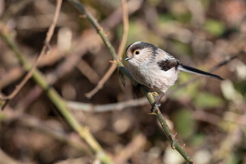The long-tailed tit (Aegithalos caudatus), also named long-tailed bushtit.
