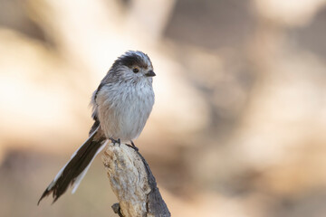 The long-tailed tit (Aegithalos caudatus), also named long-tailed bushtit.
