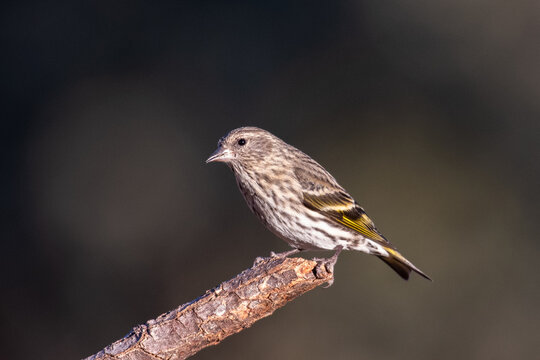 Pine siskin