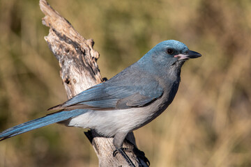 Mexican scrub jay 