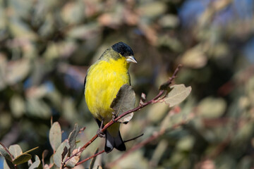 Lesser goldfinch