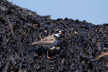 Semipalmated plover