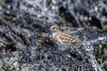 Least sandpiper