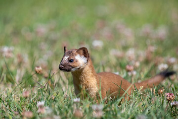 Long-tailed weasel