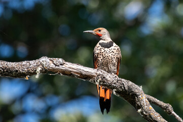 Northern flicker