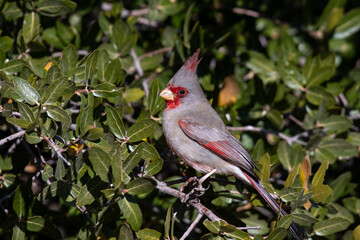 Pyrrhuloxia