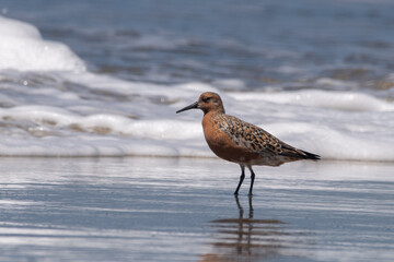 Red knot